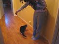 Crazy cat
