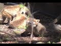 Red Fox kits at Longacres Red Fox kits at Longacres