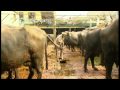 Cowpat power for India's Punjab province - 18 Dec 09