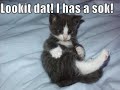 Very Funny Cats 54