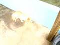 Turtle Sanctuary, Bequia, pt 2