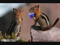 Chimpmunks