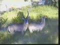 WildEarth 5.2.07 4.06pm Waterbuck on Drive WildEarth 5.2.07 4.06pm Waterbuck on Drive