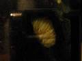 videos de Flower Beetle Pupation...Day 3