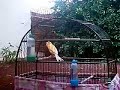 can�rio poliglota