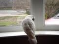 DAISY THE INCREDIBLE DANCING COCKATOO