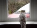 DAISY THE INCREDIBLE DANCING COCKATOO