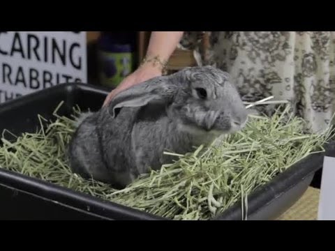how to care for a flemish giant rabbit