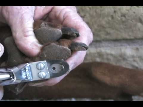 how to trim dogs claws