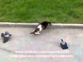 Video: Crows vs Cat vs Cat Street Fight
