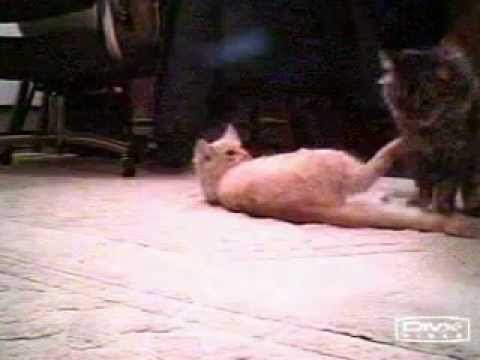 Cats Fighting All Day (Highlights)
