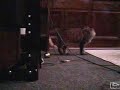 Cats Fighting All Day (Highlights) Acetylcysteine