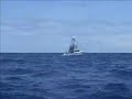 blue-marlin-impales-womans-breast-implant.html
