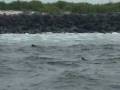 videos de Omer Galapagos
