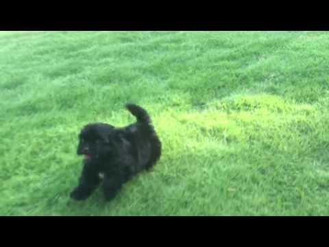 Toby loves to run in the grass