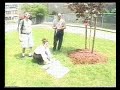 John Dewey HS Reunion 2000 Pt 1: The Tree Planting