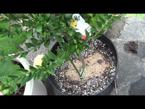 how to fertilize satsuma trees