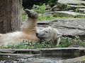 Feelgood Knut