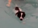 my puppy (sammy) was swimming for the first time and he got it. i was really suprised!