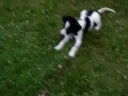 my puppy (sammy) was swimming for the first time and he got it. i was really suprised!