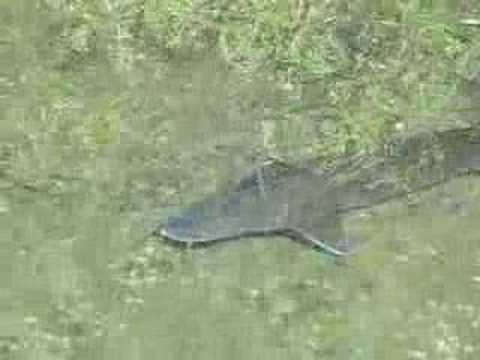 sturgeon