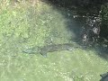 sturgeon