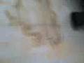 mojon