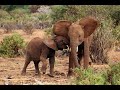 Baby Elephants Bring Me Sunshine