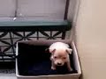 My Nanas Puppy Gizmo