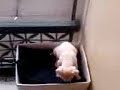 My Nanas Puppy Gizmo