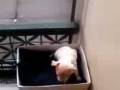 videos de My Nanas Puppy Gizmo