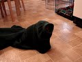 Puggle in a sleeve Puggle in a sleeve