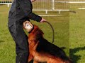 VA3 (Ireland) Balko vom Gleisenauer Schloß VA3 (Ireland) Balko vom Gleisenauer Schloß