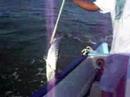 Cancun 2008 fishing trip