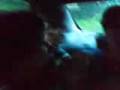 Sardinas 2.wmv