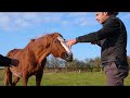 sauv equi rezonville sauv equi rezonville