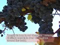 Valle de colchagua. - tren del vino -