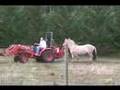 Snowys Farra Fjord Horse Debut