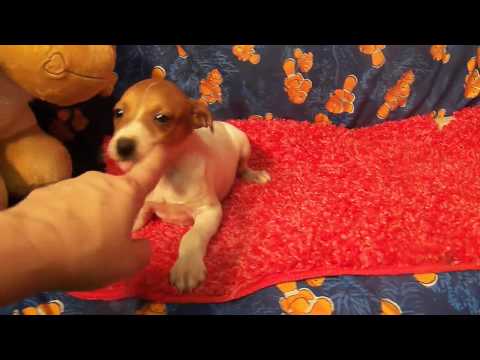 Pogo is a male Italian Greyhound