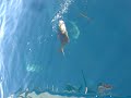 kodiak halibut fishing