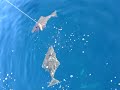 kodiak halibut fishing