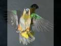 Cacadu & Caique