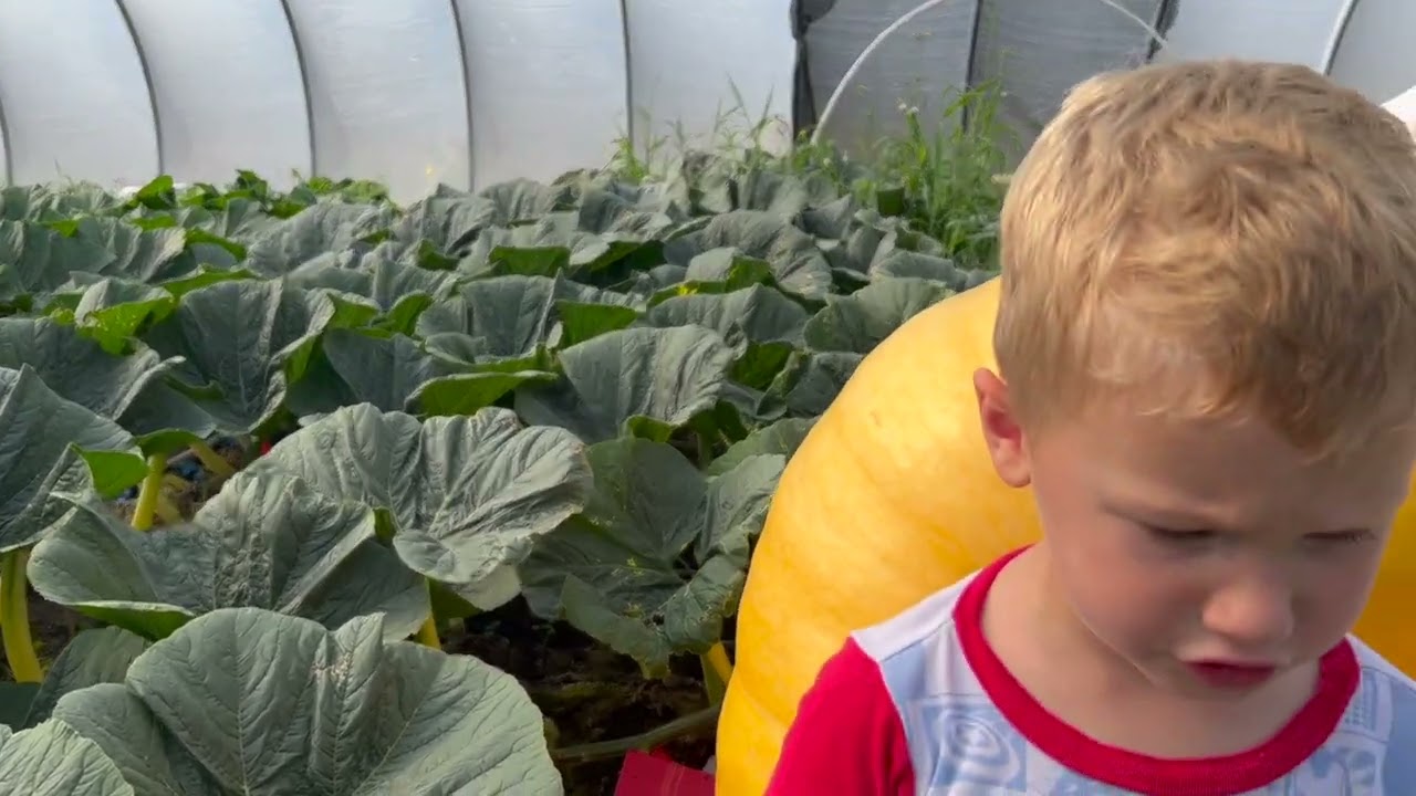 Grow A Giant Pumpkin - 8/9/22 Patch update, looking good.