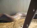 Python  Killer attcked Z camra man live ***:(( watch