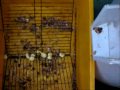 Introducing Creative Chestnut Peeling Machine 2 Introducing Creative Chestnut Peeling Machine 2