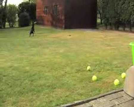 Lamest Gadget of the Month: Go Dog Go 0 Lamest Gadget of the Month: Go Dog Go