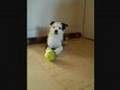 border collie pucka