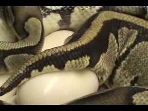 YouTube reptile video