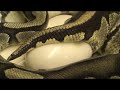 2008 clutch # 10 - part 1 ( egg laying action ) 2008 clutch # 10 - part 1 ( egg laying action )