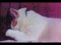 videos de Kumitsu's cat bath 01-06-09